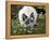 Domestic Cat, Seal Bicolour Ragdoll Kitten Decked in Daisy Chain-Jane Burton-Framed Premier Image Canvas