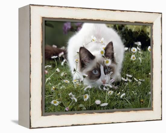 Domestic Cat, Seal Bicolour Ragdoll Kitten Decked in Daisy Chain-Jane Burton-Framed Premier Image Canvas