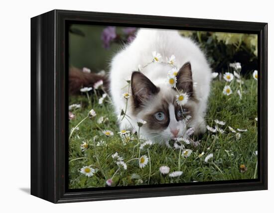 Domestic Cat, Seal Bicolour Ragdoll Kitten Decked in Daisy Chain-Jane Burton-Framed Premier Image Canvas