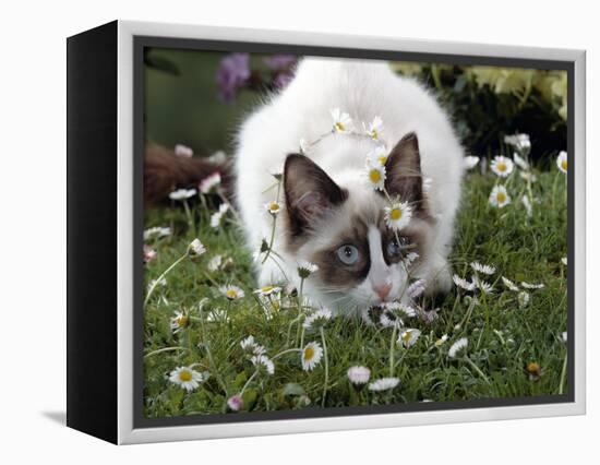 Domestic Cat, Seal Bicolour Ragdoll Kitten Decked in Daisy Chain-Jane Burton-Framed Premier Image Canvas