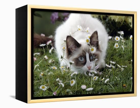 Domestic Cat, Seal Bicolour Ragdoll Kitten Decked in Daisy Chain-Jane Burton-Framed Premier Image Canvas