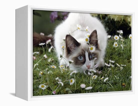 Domestic Cat, Seal Bicolour Ragdoll Kitten Decked in Daisy Chain-Jane Burton-Framed Premier Image Canvas