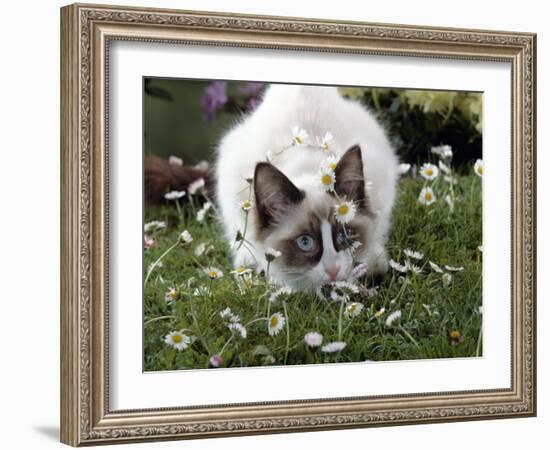 Domestic Cat, Seal Bicolour Ragdoll Kitten Decked in Daisy Chain-Jane Burton-Framed Photographic Print