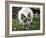 Domestic Cat, Seal Bicolour Ragdoll Kitten Decked in Daisy Chain-Jane Burton-Framed Photographic Print