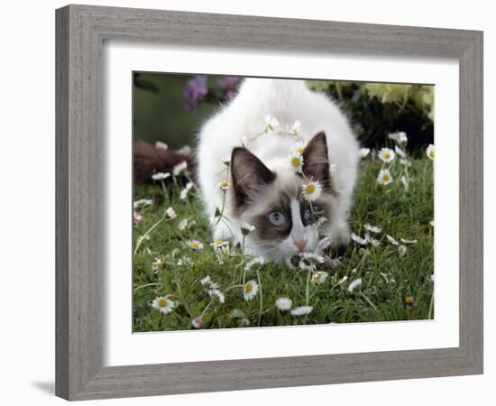 Domestic Cat, Seal Bicolour Ragdoll Kitten Decked in Daisy Chain-Jane Burton-Framed Photographic Print