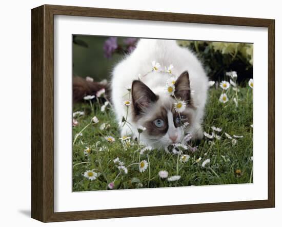 Domestic Cat, Seal Bicolour Ragdoll Kitten Decked in Daisy Chain-Jane Burton-Framed Photographic Print