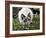 Domestic Cat, Seal Bicolour Ragdoll Kitten Decked in Daisy Chain-Jane Burton-Framed Photographic Print