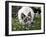 Domestic Cat, Seal Bicolour Ragdoll Kitten Decked in Daisy Chain-Jane Burton-Framed Photographic Print