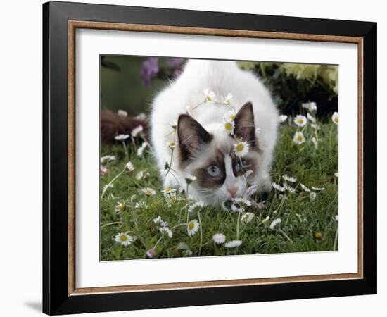Domestic Cat, Seal Bicolour Ragdoll Kitten Decked in Daisy Chain-Jane Burton-Framed Photographic Print
