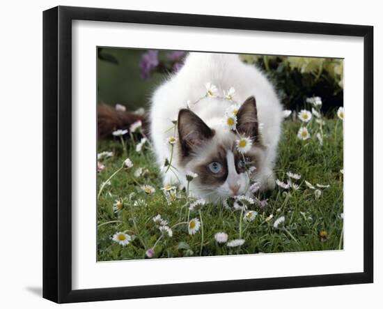 Domestic Cat, Seal Bicolour Ragdoll Kitten Decked in Daisy Chain-Jane Burton-Framed Photographic Print