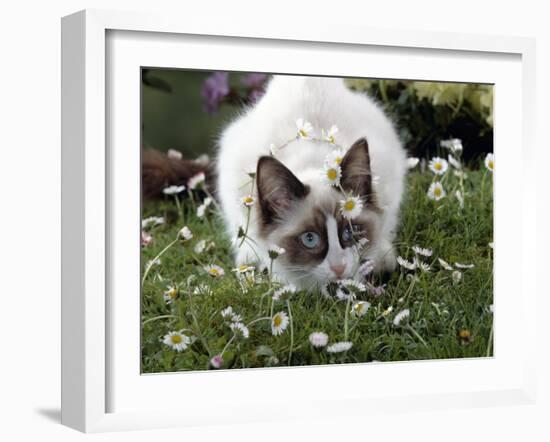 Domestic Cat, Seal Bicolour Ragdoll Kitten Decked in Daisy Chain-Jane Burton-Framed Photographic Print