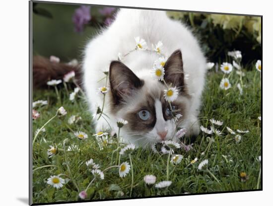 Domestic Cat, Seal Bicolour Ragdoll Kitten Decked in Daisy Chain-Jane Burton-Mounted Photographic Print
