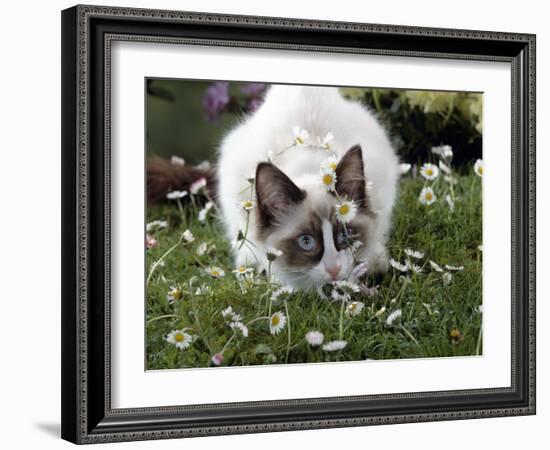 Domestic Cat, Seal Bicolour Ragdoll Kitten Decked in Daisy Chain-Jane Burton-Framed Photographic Print