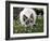 Domestic Cat, Seal Bicolour Ragdoll Kitten Decked in Daisy Chain-Jane Burton-Framed Photographic Print