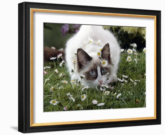 Domestic Cat, Seal Bicolour Ragdoll Kitten Decked in Daisy Chain-Jane Burton-Framed Photographic Print