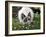 Domestic Cat, Seal Bicolour Ragdoll Kitten Decked in Daisy Chain-Jane Burton-Framed Photographic Print