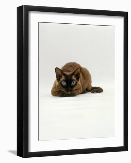 Domestic Cat, Seal Point Devon Si-Rex Lying on Floor-Jane Burton-Framed Photographic Print