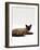 Domestic Cat, Seal-Point Devon Si-Rex-Jane Burton-Framed Photographic Print