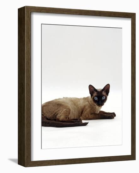 Domestic Cat, Seal-Point Devon Si-Rex-Jane Burton-Framed Photographic Print
