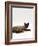 Domestic Cat, Seal-Point Devon Si-Rex-Jane Burton-Framed Photographic Print