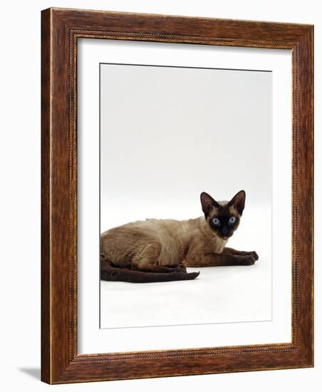 Domestic Cat, Seal-Point Devon Si-Rex-Jane Burton-Framed Photographic Print