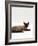 Domestic Cat, Seal-Point Devon Si-Rex-Jane Burton-Framed Photographic Print