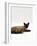 Domestic Cat, Seal-Point Devon Si-Rex-Jane Burton-Framed Photographic Print