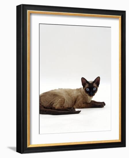 Domestic Cat, Seal-Point Devon Si-Rex-Jane Burton-Framed Photographic Print