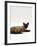 Domestic Cat, Seal-Point Devon Si-Rex-Jane Burton-Framed Photographic Print