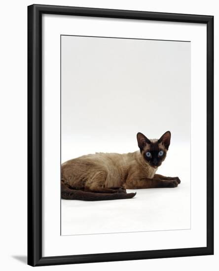 Domestic Cat, Seal-Point Devon Si-Rex-Jane Burton-Framed Photographic Print