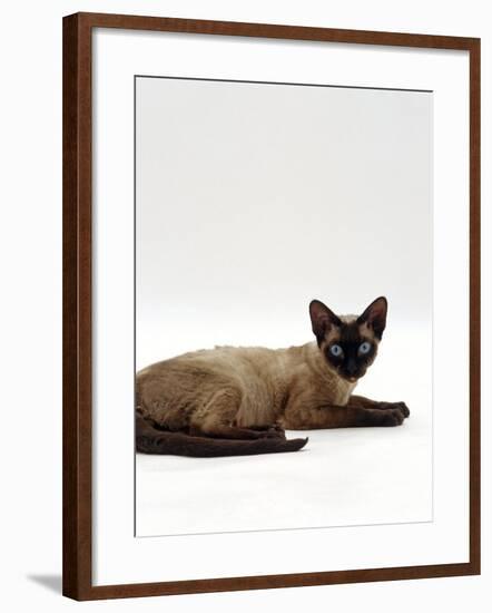 Domestic Cat, Seal-Point Devon Si-Rex-Jane Burton-Framed Photographic Print