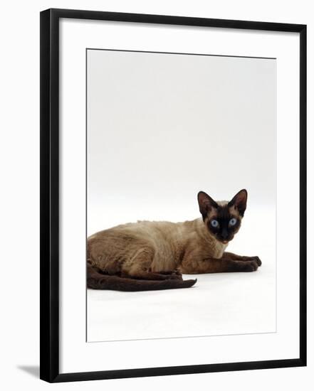 Domestic Cat, Seal-Point Devon Si-Rex-Jane Burton-Framed Photographic Print