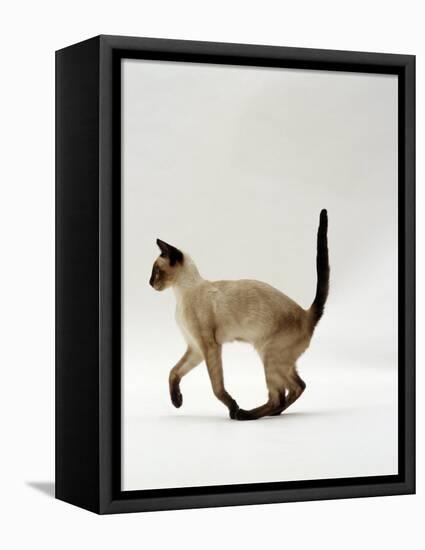 Domestic Cat, Seal Point Siamese Juvenile Running Profile-Jane Burton-Framed Premier Image Canvas