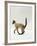 Domestic Cat, Seal Point Siamese Juvenile Running Profile-Jane Burton-Framed Photographic Print