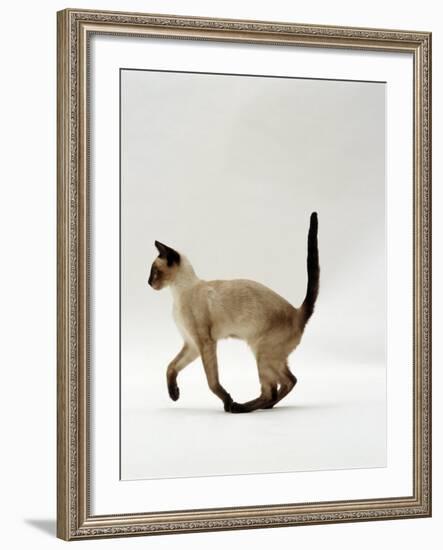 Domestic Cat, Seal Point Siamese Juvenile Running Profile-Jane Burton-Framed Photographic Print