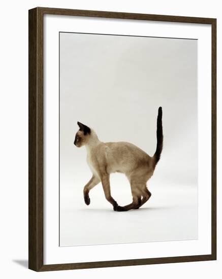 Domestic Cat, Seal Point Siamese Juvenile Running Profile-Jane Burton-Framed Photographic Print