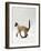 Domestic Cat, Seal Point Siamese Juvenile Running Profile-Jane Burton-Framed Photographic Print