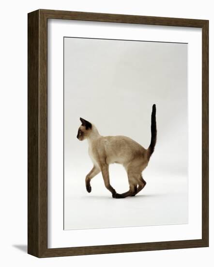 Domestic Cat, Seal Point Siamese Juvenile Running Profile-Jane Burton-Framed Photographic Print