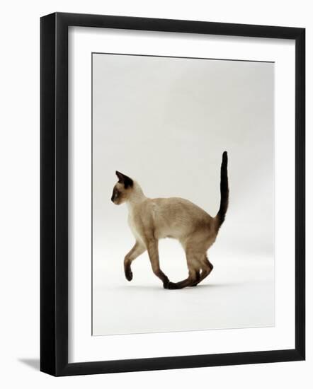 Domestic Cat, Seal Point Siamese Juvenile Running Profile-Jane Burton-Framed Photographic Print