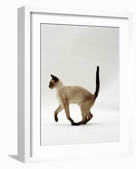 Domestic Cat, Seal Point Siamese Juvenile Running Profile-Jane Burton-Framed Photographic Print