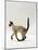 Domestic Cat, Seal Point Siamese Juvenile Running Profile-Jane Burton-Mounted Photographic Print