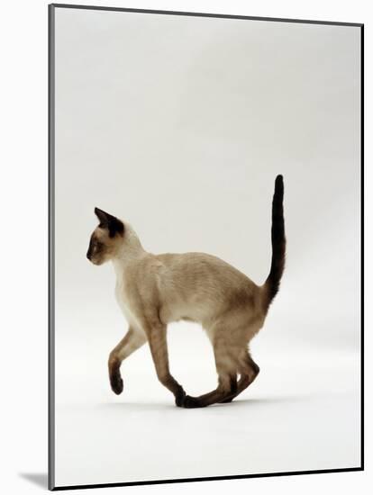 Domestic Cat, Seal Point Siamese Juvenile Running Profile-Jane Burton-Mounted Photographic Print