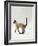 Domestic Cat, Seal Point Siamese Juvenile Running Profile-Jane Burton-Framed Photographic Print