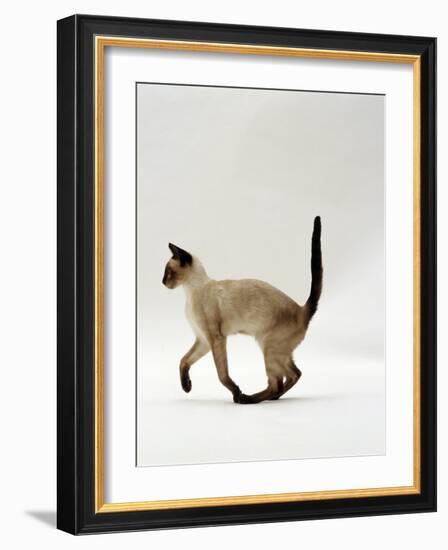 Domestic Cat, Seal Point Siamese Juvenile Running Profile-Jane Burton-Framed Photographic Print
