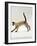 Domestic Cat, Seal-Point Siamese Juvenile Running Profile-Jane Burton-Framed Photographic Print