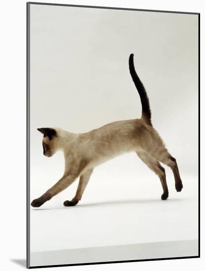 Domestic Cat, Seal-Point Siamese Juvenile Running Profile-Jane Burton-Mounted Photographic Print