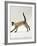 Domestic Cat, Seal-Point Siamese Juvenile Running Profile-Jane Burton-Framed Photographic Print