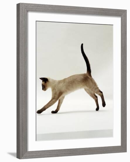 Domestic Cat, Seal-Point Siamese Juvenile Running Profile-Jane Burton-Framed Photographic Print