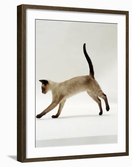 Domestic Cat, Seal-Point Siamese Juvenile Running Profile-Jane Burton-Framed Photographic Print