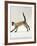 Domestic Cat, Seal-Point Siamese Juvenile Running Profile-Jane Burton-Framed Photographic Print